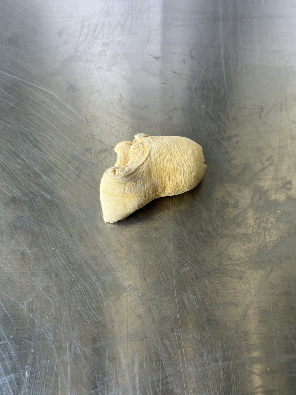 Arctic Clams dog treats — single clam