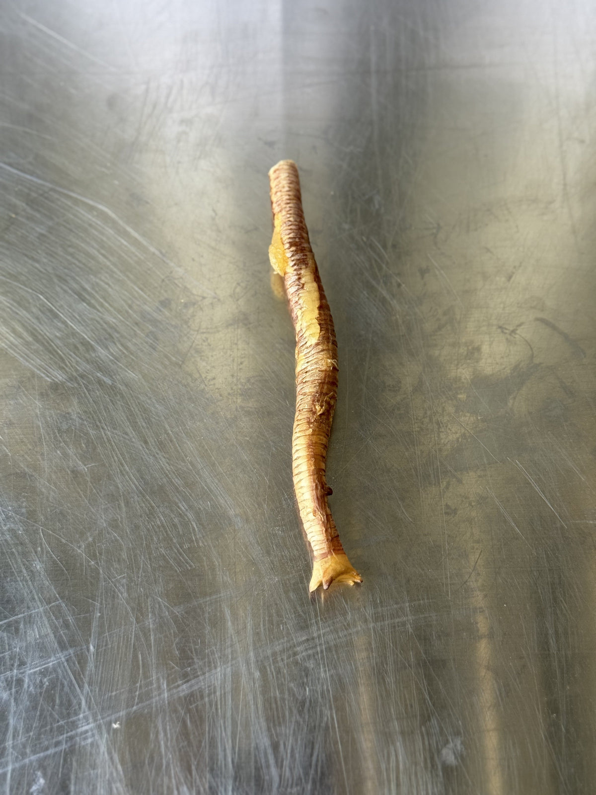 GOOSE TRACHEA — the treats, shown loose (3 of 3)