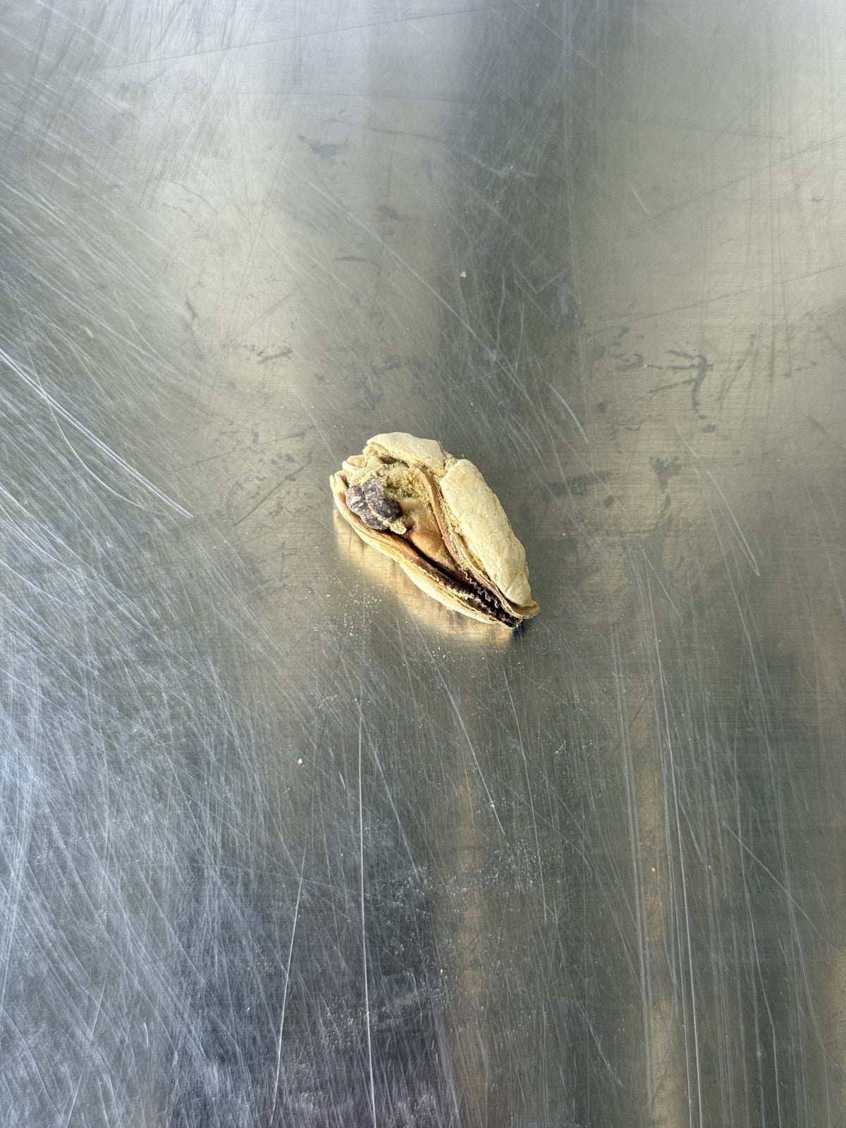 Green Lipped Mussels Dog Treats — the treats, shown loose (2 of 2)